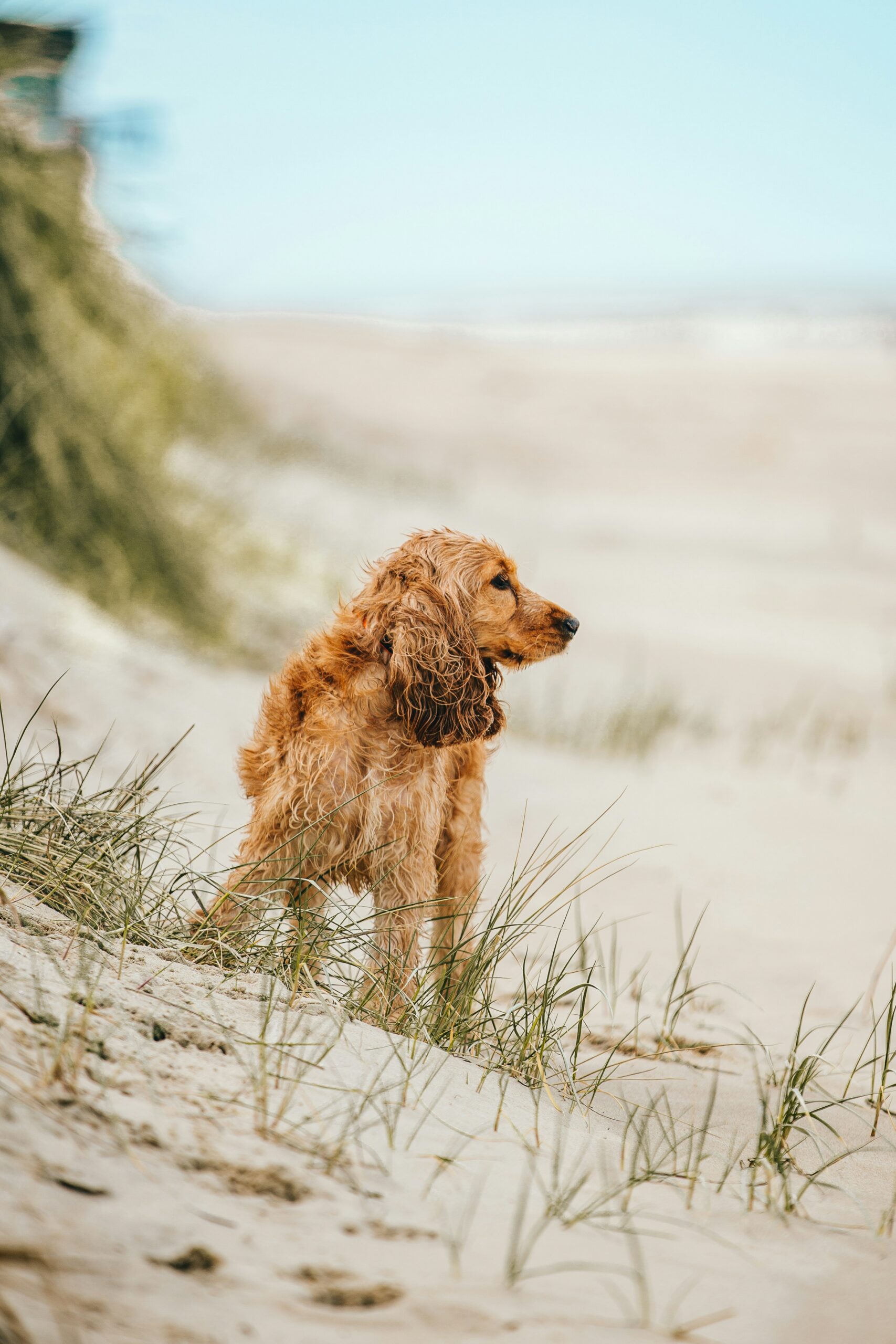 Dog Friendly